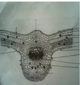 Gambar 4. BUAH SIRIH