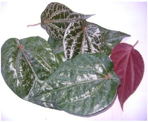 Gambar 6. DAUN SIRIH MERAH