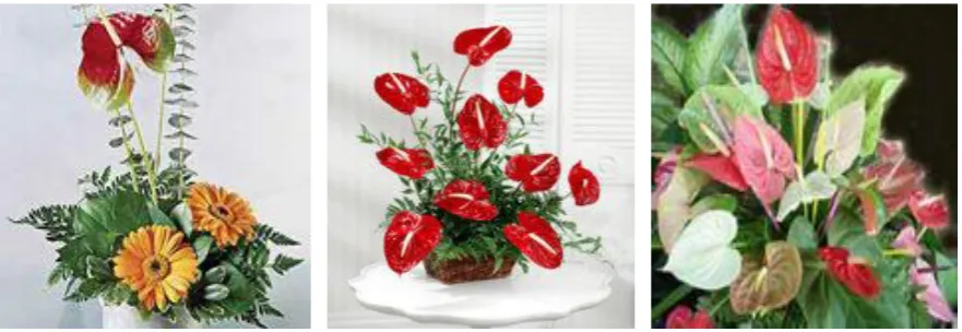 Gambar 14.9. Anthurium trinerve - fruit and foliage 