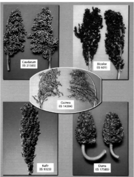 Gambar 2. Bentuk malai dan bulir dari lima ras sorgum: 1. Bicolor, 2. Caudatum, 3. Durra,4