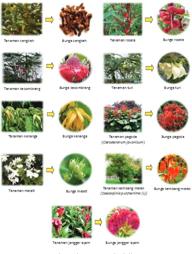 Gambar 8. Beberapa tanaman obat dari bunga