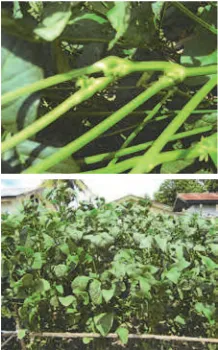 Gambar 9. Kahat P pada tanaman kedelai dilahan masam pasang surut Riau (foto: Taufiq,