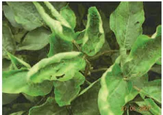 Gambar 15.Gejala kahat Ca padadaun kedelai, daunberbentuk mangkukdan keriting miripserangan virus (foto:Taufiq, Balitkabi)