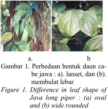 Gambar 1. Perbedaan bentuk daun ca-