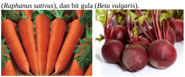 Gambar 2.1 Wortel dan Bit gula 