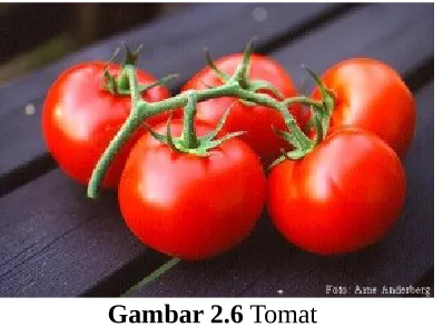 Gambar 2.8 Jamur Tiram dan Jamur Kuping