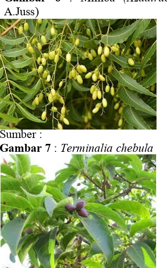 Gambar  6 : Mimba (Azadirachta  indica
