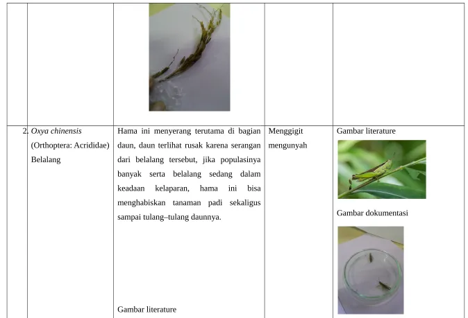 Gambar literature 