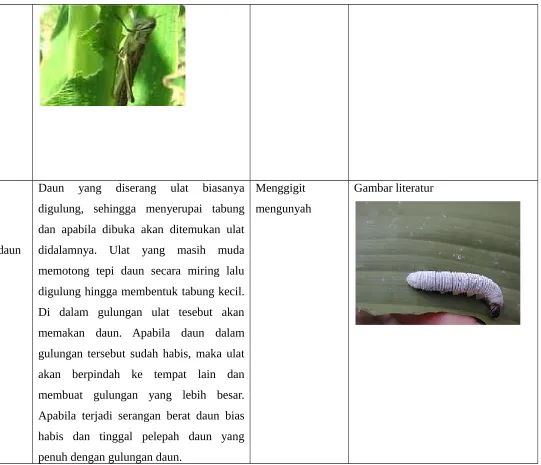 Gambar literatur