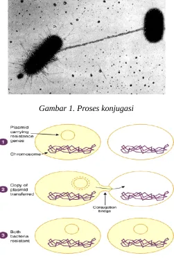 Gambar 1. Proses konjugasi