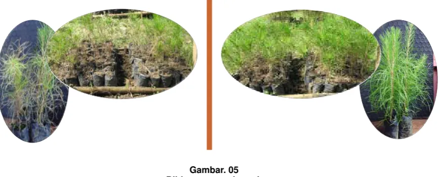 Gambar. 05Bibit terserang bercak