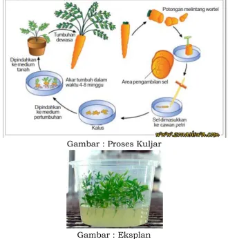 Gambar : Proses Kuljar 