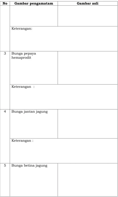 Gambar pengamatam 