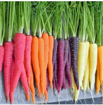 Gambar 2. Variasi warna pada beberapa kultivar wortel. 