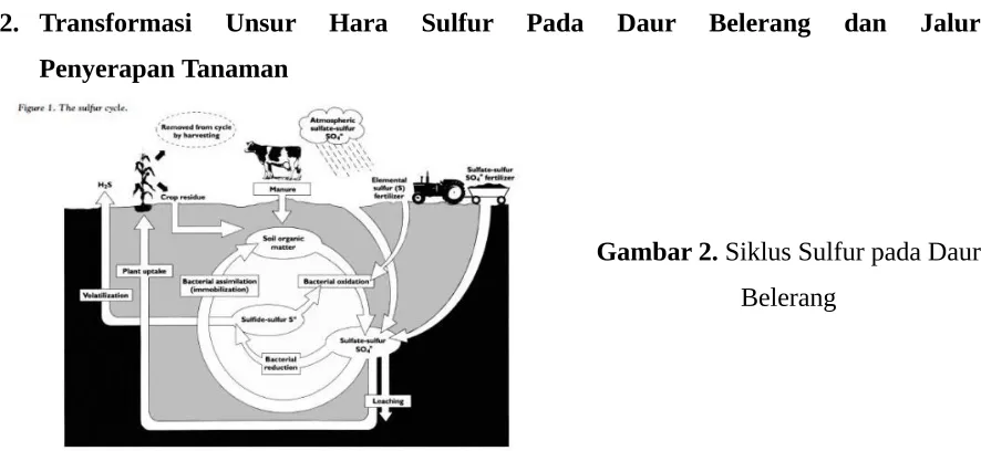 Gambar 2. Siklus Sulfur pada Daur