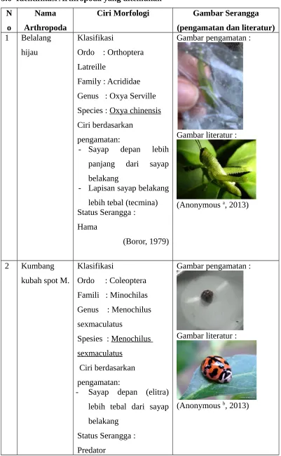 Gambar Serangga