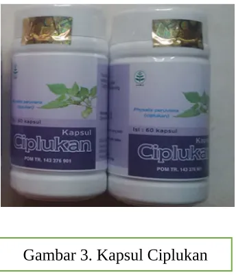Gambar 3. Kapsul Ciplukan