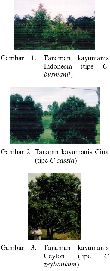 Gambar 1. Tanaman kayumanis 