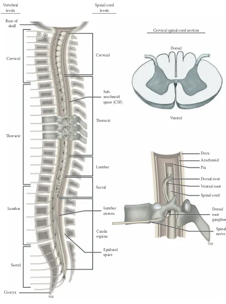 FIGURE 1: Spinal Cord 1 — Longitudinal (Vertebral) View