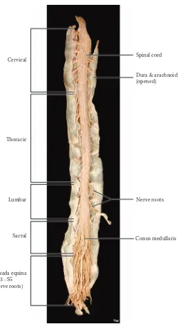 FIGURE 2A: Spinal Cord 2 — Longitudinal View (photograph)
