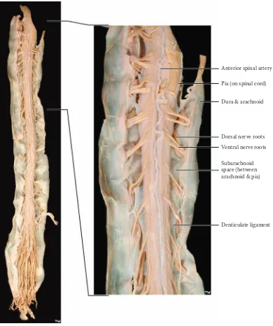 FIGURE 2B: Spinal Cord 3 — Cervical Region (photograph)