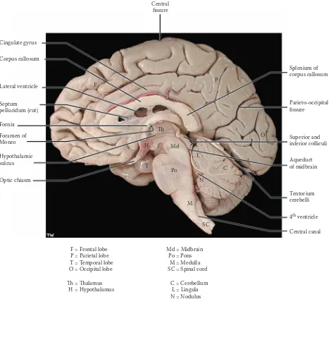 FIGURE 17: Cerebral Hemispheres 7 — Medial View (photograph) 