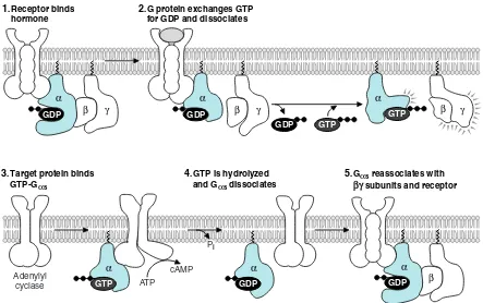 Fig. 11.17. Heptahelical receptors and heterotrimeric G proteins. (1) The intracellular domains of the receptor form a binding site for a G pro-activity