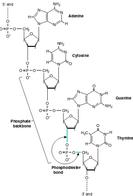 Fig. 12.6. Base pairs of DNA. Note that the pyrimidine bases are “flipped over” from the positions in which they are usually shown (see Fig.12.5)