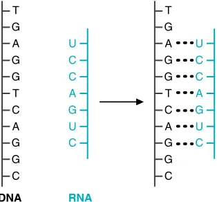 Fig. 12.11. Effect of alkali on DNA and RNA.DNA strands stay intact, but they separate.RNA strands are degraded to nucleotides.