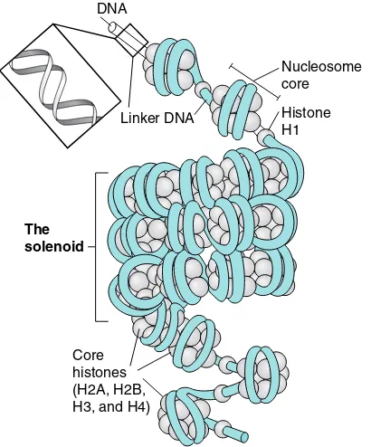 Fig. 12.13. Chromatin showing “beads on astring” structure.