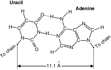 Fig. 12.18. A uracil–adenine base pair in RNA.
