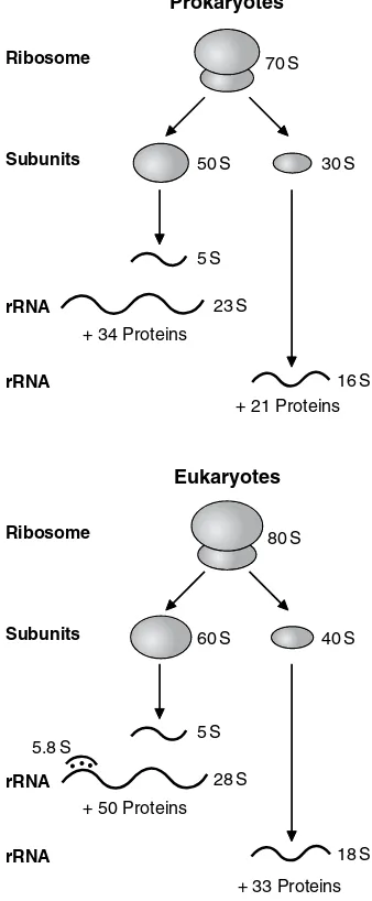 Fig. 12.20. Comparison of prokaryotic andeukaryotic ribosomes. The cytoplasmic ribo-somes of eukaryotes are shown