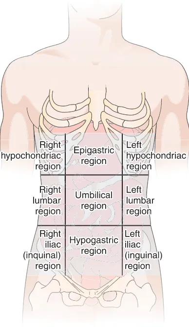 Figure 1-13The nine regions of the abdomen.