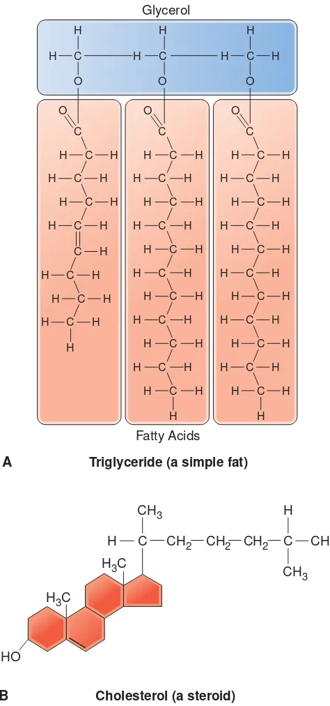 Figure 2-9Proteins. (A)of proteins.  Amino acids are the building blocks(B) Some shapes of proteins