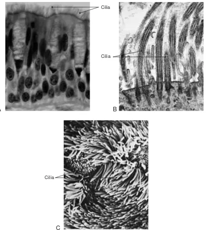 Figure 3-1Cilia photographed under three different microscopes. (A)Francisco Press, 1982