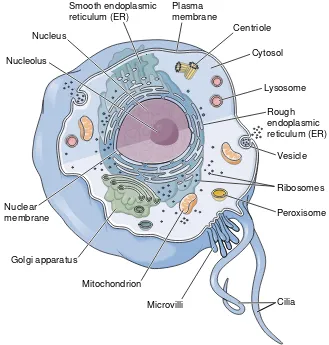 Figure 3-2A generalized animal cell, sectional view.ZOOMING IN ✦ What is at-tached to the ER to make it look rough? What is the liquid part of the cytoplasm called?