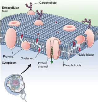 Figure 3-3The plasma membrane. This drawing shows the current concept of its structure.ZOOMING IN ✦ How many layers make up the main substance of the plasma membrane?