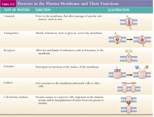 Table 3•2Proteins in the Plasma Membrane and Their FunctionsTYPE OF PROTEIN