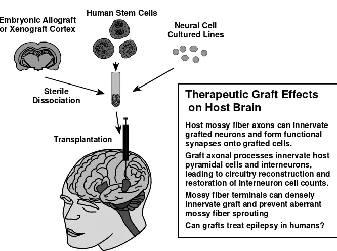 FIGURE 2.1 (See color insert following page 146.) Cortical grafting studies. First, cellsources include human or porcine embryonic cortex or hippocampus, various types of pro-genitor or stem cells, or cultured cell lines, most derived from neuronal tumors