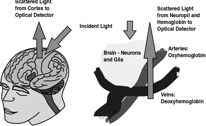 FIGURE 5.1 (See color insert following page 146.) Optical imaging at brain and neuropilthe micro level, scattering occurs in distinct elements that include the neuropil (that has itsown intrinsic optical signal), and either oxyhemoglobin or deoxyhemoglobin
