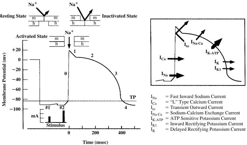 Figure 16.1 shows the phases of the cardiac action po-tential recorded with an intracellular microelectrode.The characteristic action potential is the result of acti-vation and inactivation of multiple ion channels, whichallows the ﬂow of charged ions acro