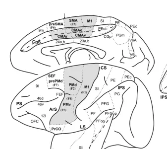 FIGURE 1.1 Identiﬁcation of cortical areas in the macaque monkey. The cingulate sulcus(CgS), lateral sulcus (LS), and intraparietal sulcus (IPS) are unfolded and each fundus isindicated by a dashed line