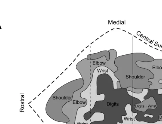 FIGURE 1.2 (see color ﬁgure) Intracortical stimulation maps of M1 in macaque monkeys.of the hand