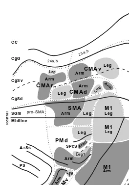 FIGURE 1.4 Somatotopy of corticospinal projections. In this map, the location of the armconventions and abbreviations see area is based on the origin of neurons that project to lower lumbosacral segments