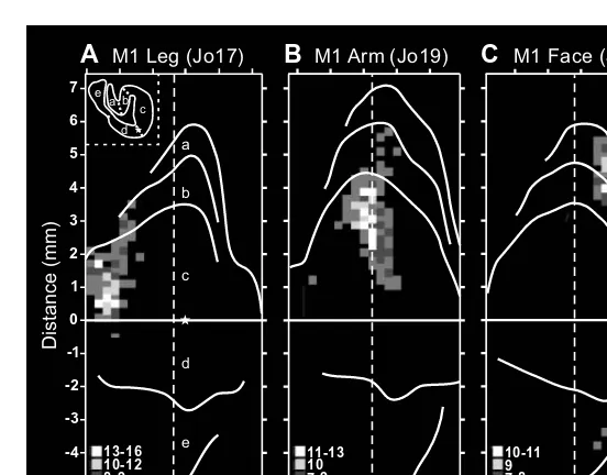 FIGURE 1.10 (see color ﬁgure) Somatotopic organization of dentate output channels to M1.Unfolded maps of the dentate illustrate the neurons labeled after HSV1 injections into the(A) leg, (B) arm, and (C) face representations of M1