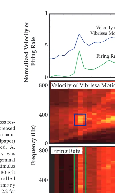 FIGURE 2.5 Vibrissa res-400onance evokes increasedneural activity when natu-ral complex (sandpaper)stimuli are applied