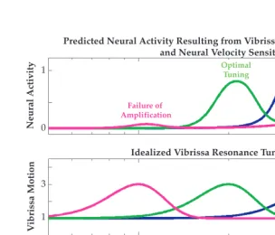 FIGURE 2.8 Neural velocity sensitivity may impact the expression of vibrissa resonance.1000 Hz, to emulate the neural sensitivity to higher frequency stimulation resulting fromvelocity sensitivity