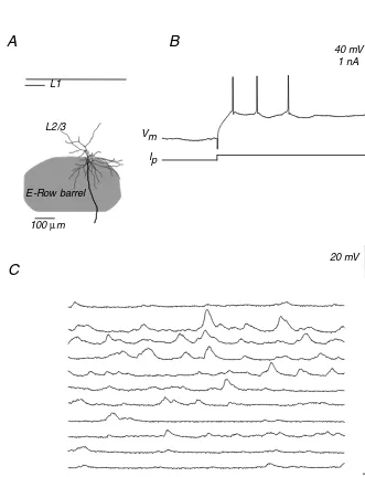 FIGURE 1.1 Activity of a star-shaped pyramidal layer IV neuron in an awake rat A, coronalsection through the barrel cortex with topographic position, and the dendritic, axonal arborof the stimulated pyramid in L4