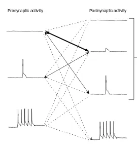 FIGURE 1.4 Pre- and postsynaptic activity patterns during sensory stimulation. Left side,presynaptic activity patterns: 0 APs, Top; Sparse APs, middle; Bursts of APs bottom