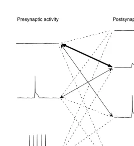 FIGURE 1.4 Pre- and postsynaptic activity patterns during sensory stimulation. Left side,presynaptic activity patterns: 0 APs, Top; Sparse APs, middle; Bursts of APs bottom